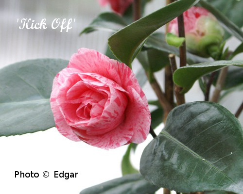 Camellia 'Kick Off'