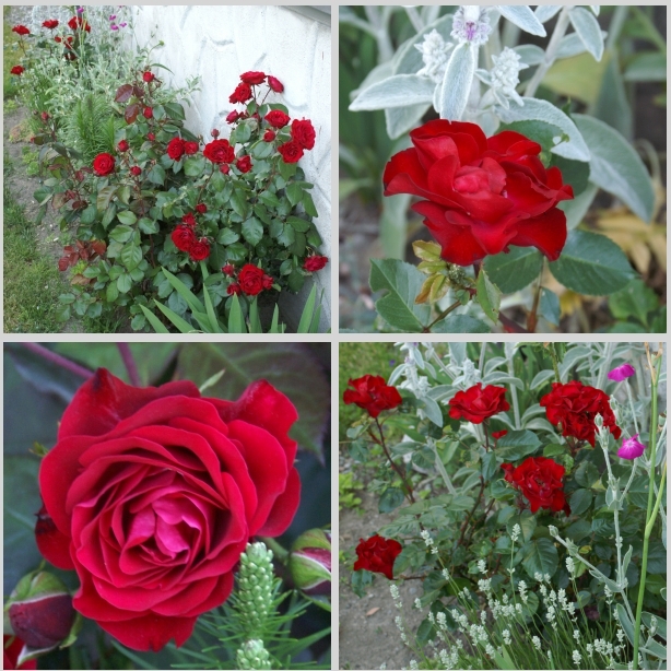 Røde roser