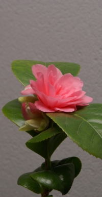 C. japonica