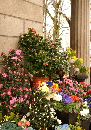 blomsterbutikk i Bergamo