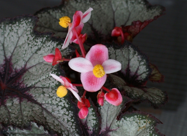 Begonia Rex hybrid