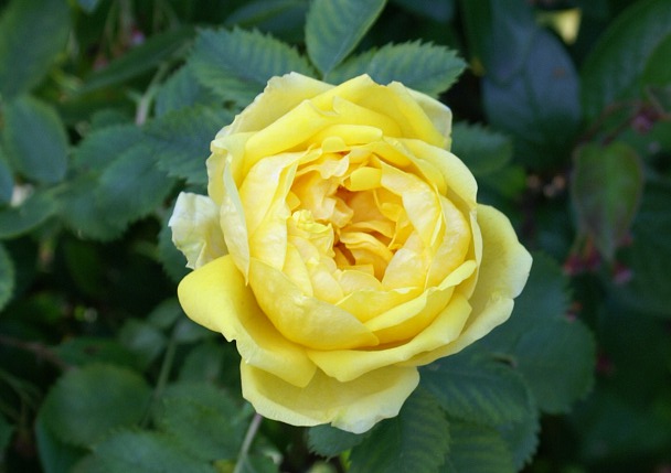 Persian Yellow