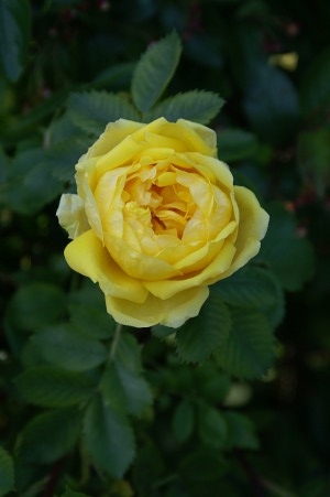 Persian Yellow