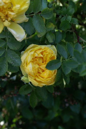 Persian Yellow