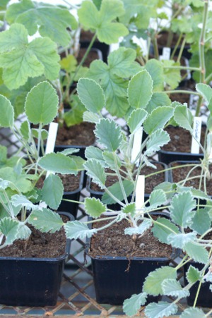 Pelargoniumstiklinger