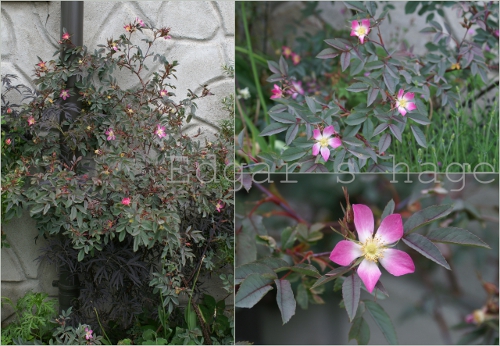 Rosa glauca