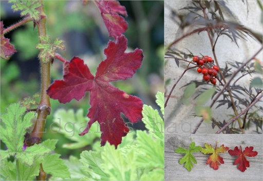 Pelargonium og nyper