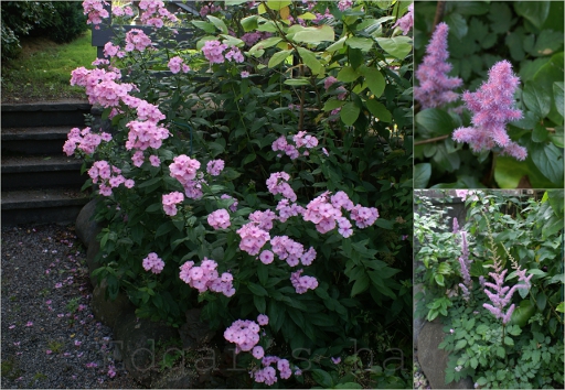 Phlox, Astilbe