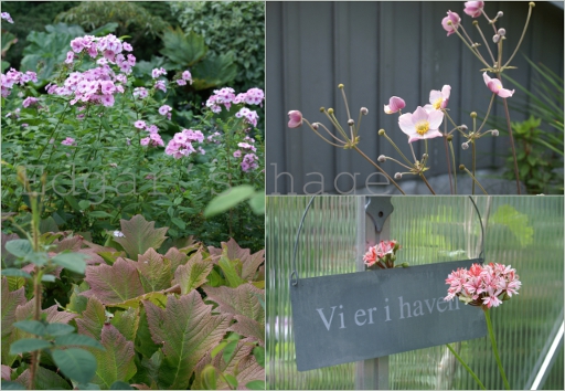 Phlox, Anemone, pelargonium