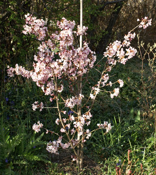 Prunus nipponica 'Ruby'