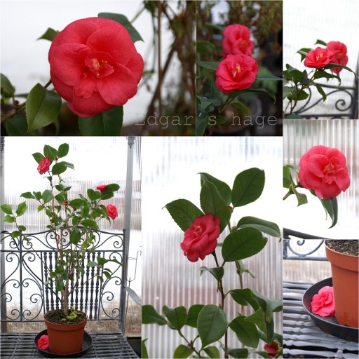 Camellia japonica - red
