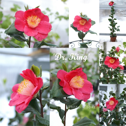 Camellia japonica 'Dr. King'