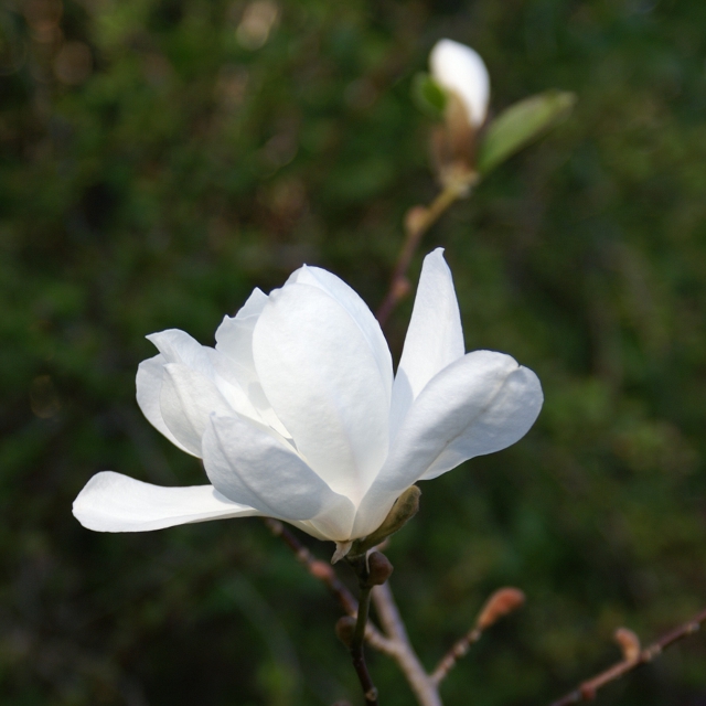 Magnolia 'Merill'