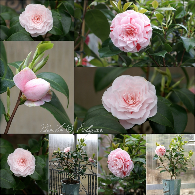Camellia 'Pink'