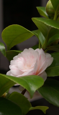 Camellia japonica - rosa