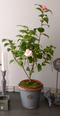 Camellia japonica - rosa