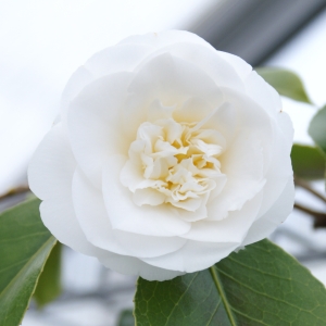 Camellia japonica - hvit