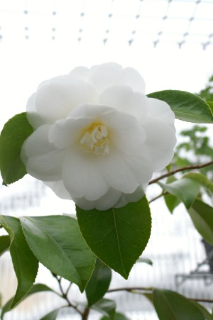 Camellia japonica - hvit