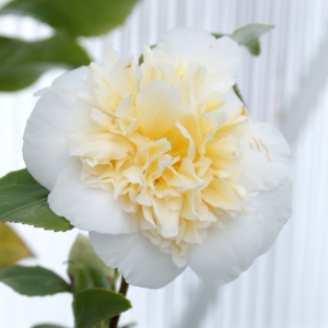 Camellia - blekgul