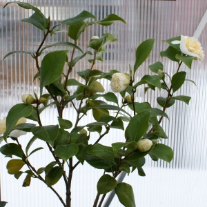 Camellia - blekgul