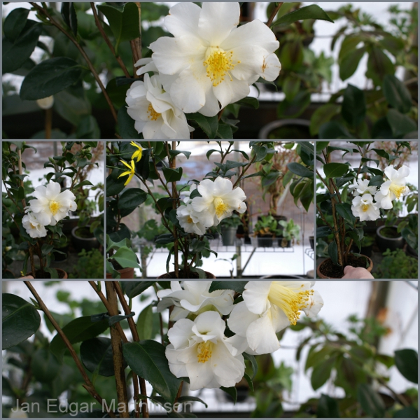Camellia 'White Swan'
