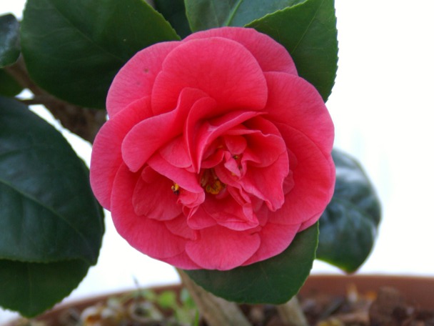 Camellia 'Lady Campbell'