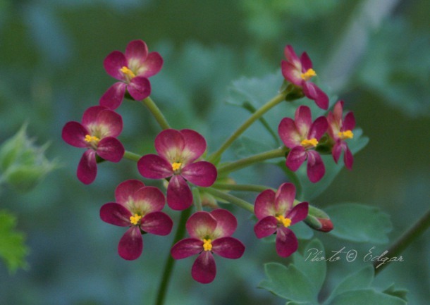 Gibbosina Orchid