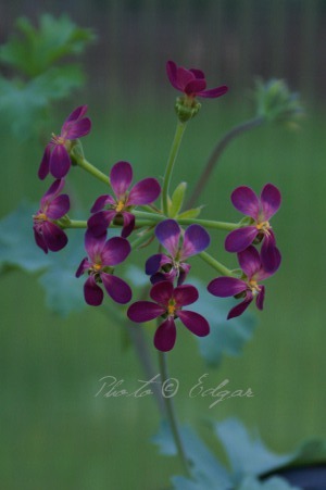 Gibbosina Purple
