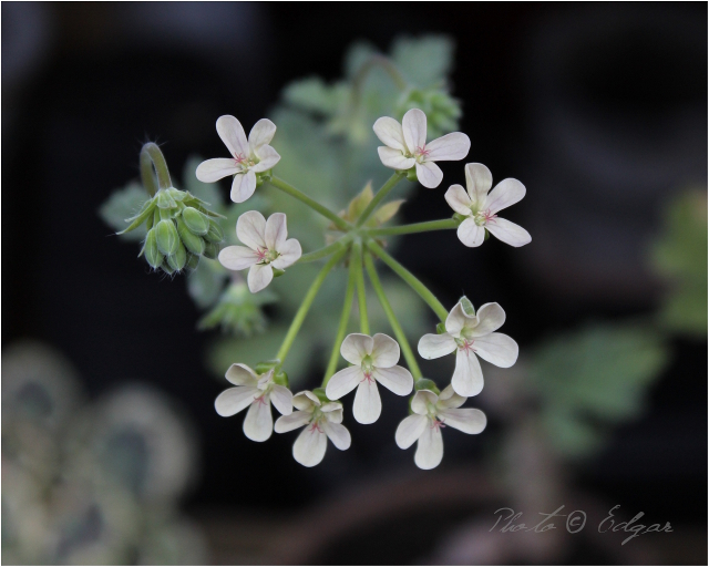 ≫ Paniculata Gypsophila