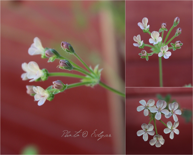 ≫ Paniculata Gypsophila