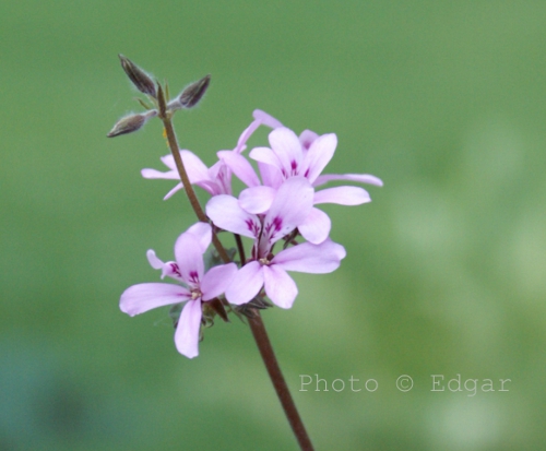 Deerwood Lavender Lass