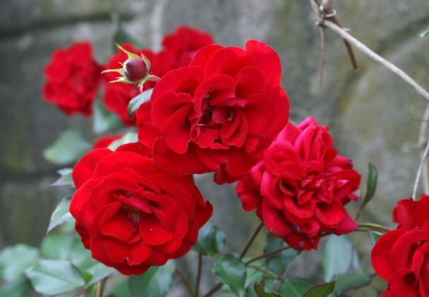 Ukjent rød rose