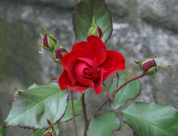 Ukjent rød rose