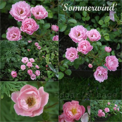 Sommerwind